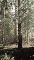 A dense birch forest with towering trees video