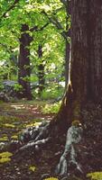 un' maestoso albero in piedi alto nel il cuore di un' lussureggiante foresta video