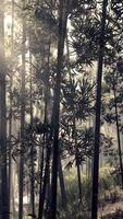 Sunlight streaming through a bamboo grove in a foggy forest video