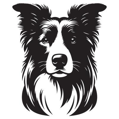 Dog - A Confident Border Collie dog face illustration in black and white