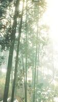 soleil dans la brume matinale forêt de bambous video