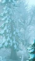 tormenta de invierno en un bosque en invierno video