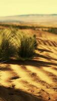 Flat desert with bush and grass video