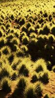Steinwüste im australischen Outback video