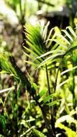 soleil qui brille dans la forêt tropicale video