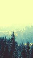 hillside with coniferous forest among the fog on a meadow in mountains video