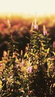 prairie de printemps avec des fleurs au coucher du soleil video