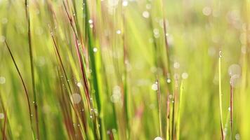 bokeh gocce di rugiada nell'erba e la pianta del riso quando sorge il sole video