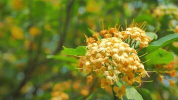 blanc fleurs surin Province fleurs video