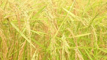 Golden ears of rice in the rice field video