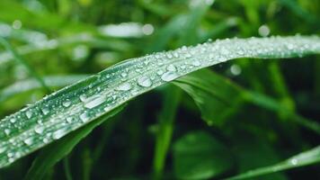 acqua goccioline su erba e le foglie nel piovoso stagione video