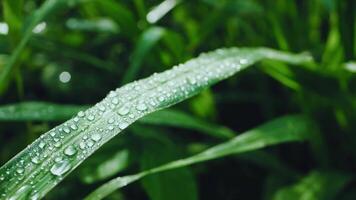 water droplets on grass and leaves in rainy season video