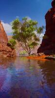 río fluido con árbol en pie en medio video