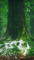 Majestic Tree Standing in Dense Forest video