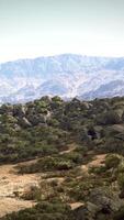 un' panoramico montagna gamma con torreggiante alberi nel il primo piano video