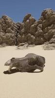 A dead animal in the middle of a desert video