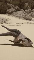 An animal skull laying on a sandy beach video