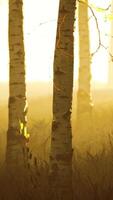 Brume fraîche tôt le matin dans la forêt il lever du soleil video