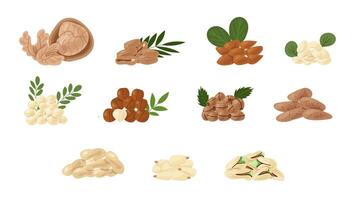 Set of different types of nuts, icons of nuts and seeds. Cola nuts, pumpkin seeds, peanuts and sunflower seeds. Pistachios, cashews, coconut, hazelnuts and macadamia. Cartoon-style illustration. vector