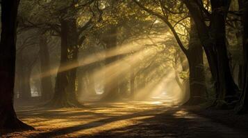 forest trees autumn foggy morning mist, ai photo