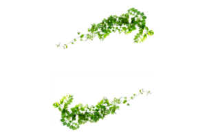 Blatt Ranke isolieren auf transparent Hintergrund Datei png