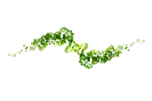 leaf vine Isolate on transparent background file png