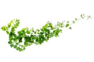 leaf vine Isolate on transparent background file png