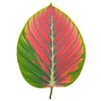 Prayer plant leaf oval leaf with intricate green and red patterning and prominent veins Maranta png