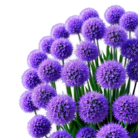 Purple allium dense spherical clusters of small star shaped flowers Allium giganteum png