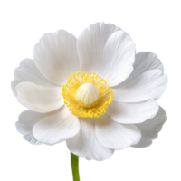 White anemone delicate petals surrounding central cluster of yellow stamens Anemone coronaria png