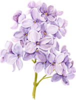 Watercolor drawing of lilac. Hand drawn botanical illustration of Shringa vulgaris. Spring purple flowers for a romantic card. An aromatic plant for packaging soap, perfume, cosmetics. png