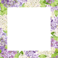 Square frame with spring flowers. Watercolor lilac for wedding invitation. Square template for save the date, perfume or cosmetics design. White, lilac, violet syringa on a transparent background. png