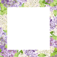 quadrado quadro, Armação com Primavera flores aguarela lilás para Casamento convite. quadrado modelo para Salve  a data, perfume ou cosméticos Projeto. branco, lilás, tolet Syringa em uma transparente fundo. png