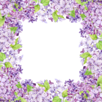 Watercolor frame with purple lilac on a transparent background. Square border of spring flowers in lavender color. Create Provence style wedding invitations, save the date or invitations png