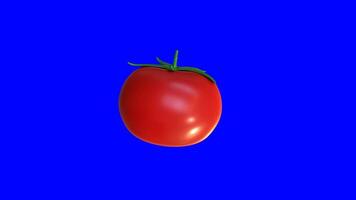 3d animatie van tomaten Aan een blauw achtergrond video