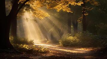 forest trees autumn foggy morning mist, ai photo