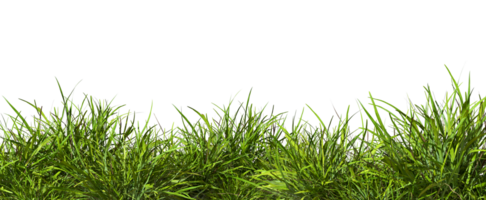 Grass field row lush close up cut out backgrounds 3d render png