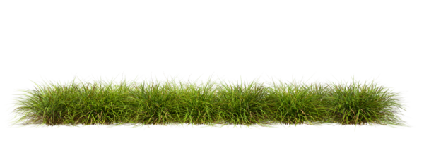 Meadow grass row prairie cutout transparent background 3d rendering png