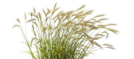 Feather grass blowing in the wind on transparent backgrounds 3d render png
