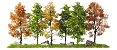 Landscaping trees row on transparent backgrounds 3d rendering png