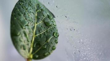 mostra uma verde folha ser encharcado com água a partir de uma spray garrafa. a água gotas realçar textura do a verde folha, fazer isto brilhar. a verde folha parece fresco e vibrante Como isto pega pulverizado. video