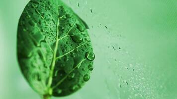 un verde hoja siendo mojado con agua desde un rociar botella. el gotas brillar como ellos golpear verde hoja, mejorando el vibrante color y textura. el verde hoja reluce como eso obtiene a fondo hidratado. video