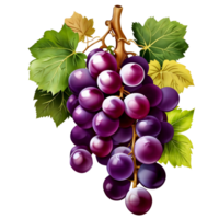 grapes on a branch with leaves and leaves png