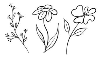 Elegant Hand-Drawn Floral Line Art Collection vector