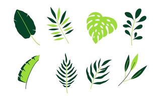 Monstera and palm leaves collection isolated on white background. Exotic and botanical plant element vector