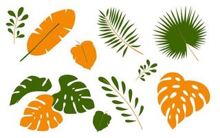 Monstera and palm leaves collection isolated on white background. Exotic and botanical plant element vector