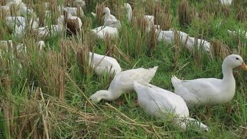 A group of ducks looking for food in the field, medium shot video