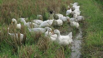 une groupe de canards à la recherche pour nourriture dans le champ, moyen coup video