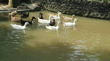 ein Gruppe von Enten suchen zum Essen im das Feld, Mittel Schuss video