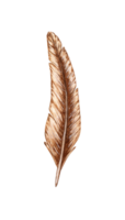 Bird feather brown watercolor illustration. Natural soft duck fluff isolated from background. For the design of books, cards, calendars, stationery, dishes, clothing, social networks png